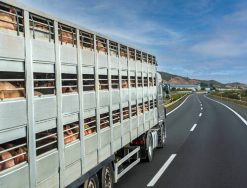 camión jaula para animales